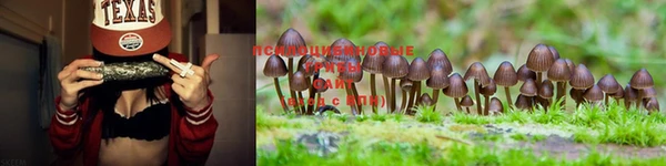 стаф Новодвинск